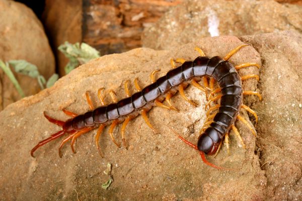 Centipede Extermination in Acworth