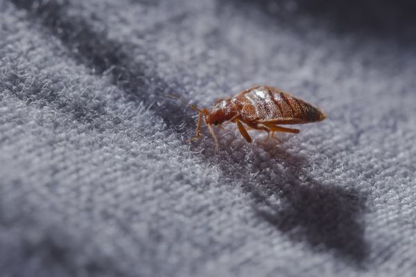 Bed Bug Extermination in Acworth