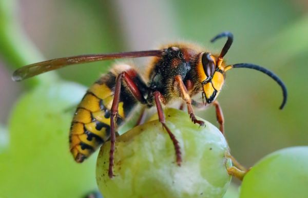 European Hornet Removal in Acworth