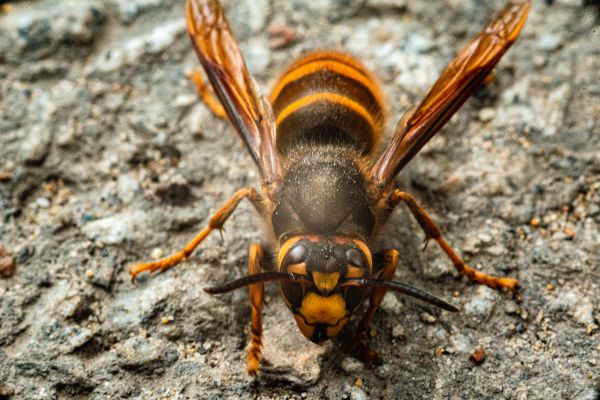European Hornet Extermination in Acworth