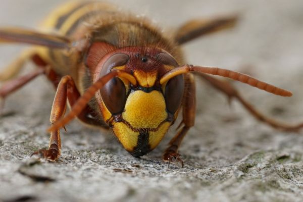 Hornets Extermination in Acworth