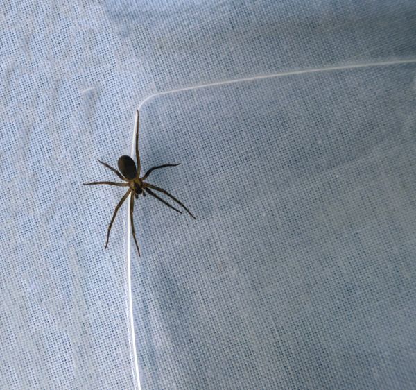 Brown Recluse Removal in Acworth