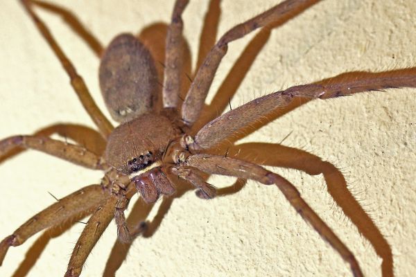 Huntsman Spider Removal in Acworth
