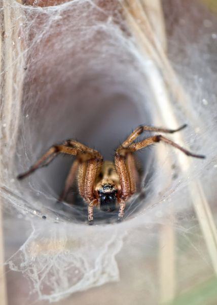 Wolf Spider Removal in Acworth
