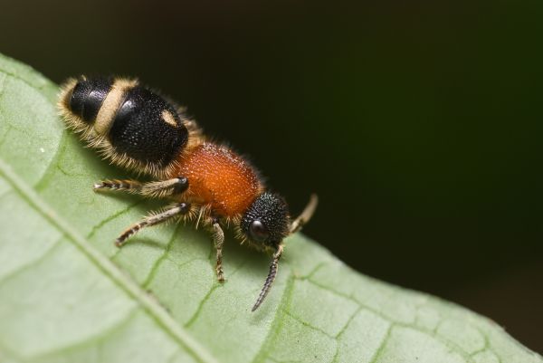 Velvet Ant Extermination in Acworth