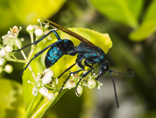 Tarantula Hawk Extermination in Acworth