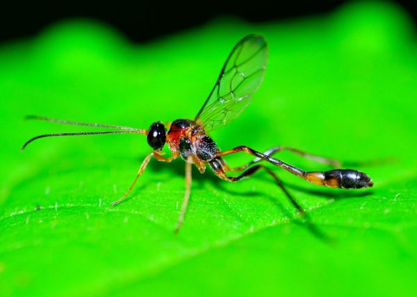 Mud Dauber Extermination in Acworth