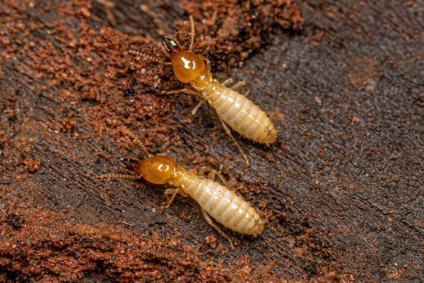 Termites Removal in Acworth