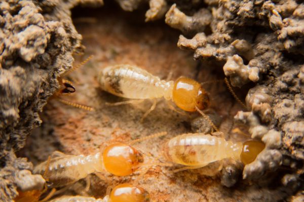 Termites Extermination in Acworth