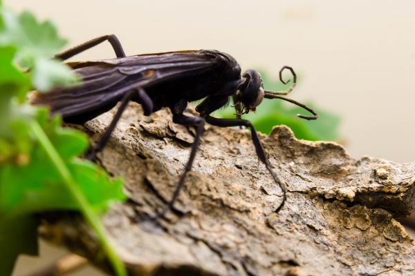 Tarantula Hawk Removal in Acworth