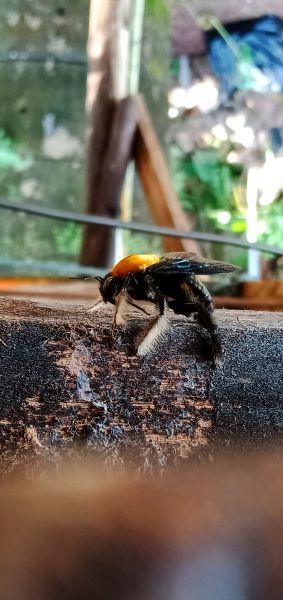 Wood Bee Removal in Acworth