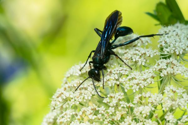 Mud Dauber Removal in Acworth