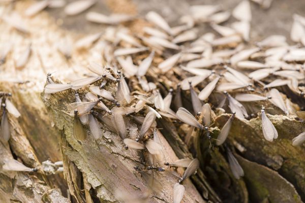 Winged Termite Removal in Acworth