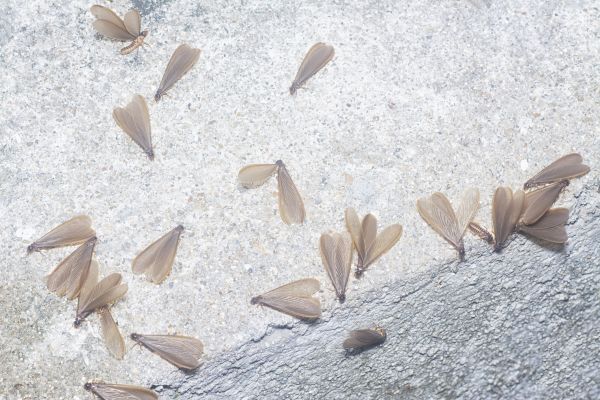 Winged Termite Extermination in Acworth