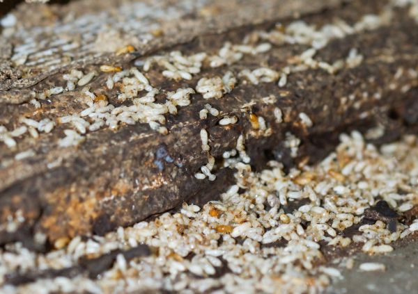 Commercial Termite Removal in Acworth