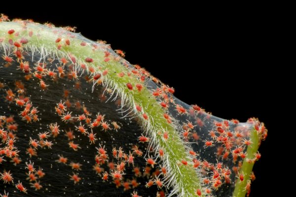 Spider Mite Extermination in Acworth