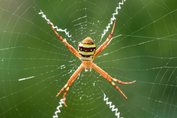 Cross Spider Extermination in Acworth