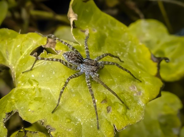 Common Spiders Extermination in Acworth