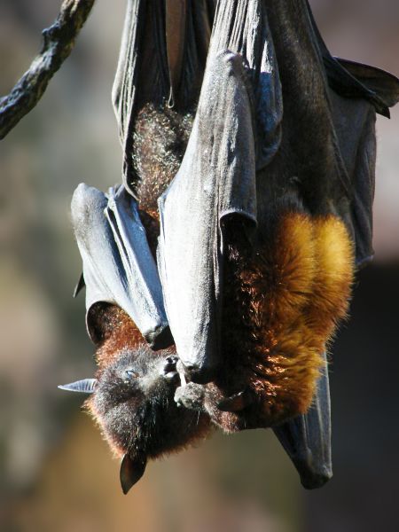 Bats Extermination in Acworth