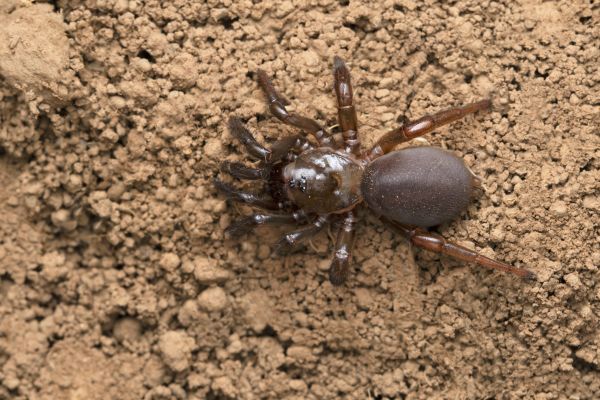 Trapdoor Spider Removal in Acworth