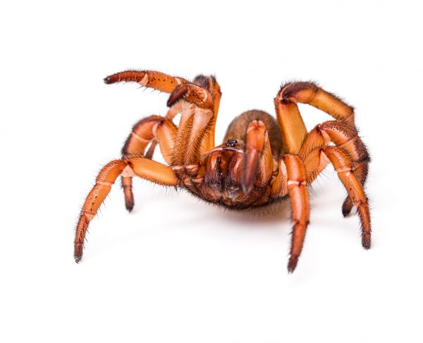 Trapdoor Spider Extermination in Acworth