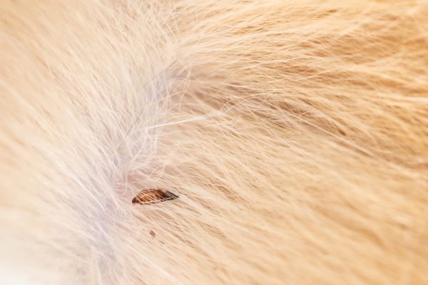 Mites Extermination in Acworth