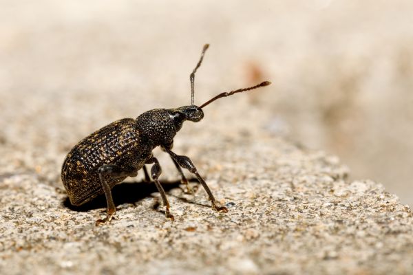 Weevil Extermination in Acworth