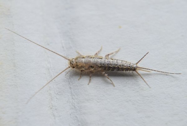 Silverfish Extermination in Acworth