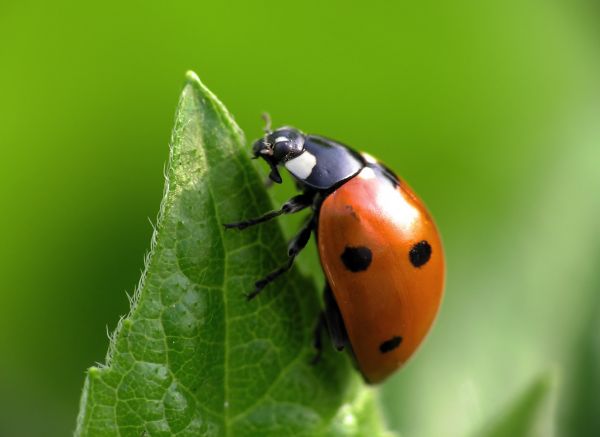 Ladybug Removal in Acworth