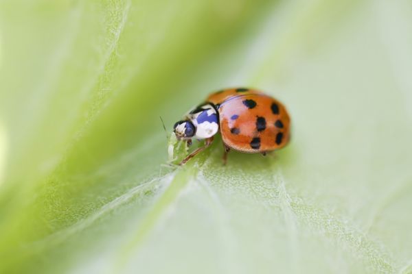 Ladybug Extermination in Acworth