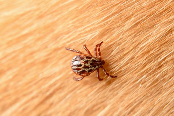 Mite Removal in Acworth