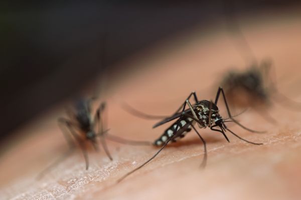 Mosquito Removal in Acworth