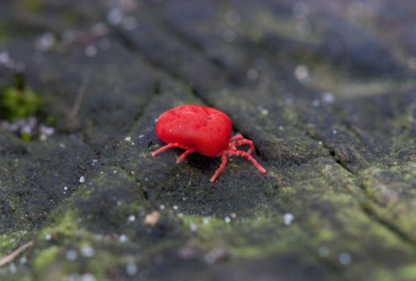 Chigger Extermination in Acworth