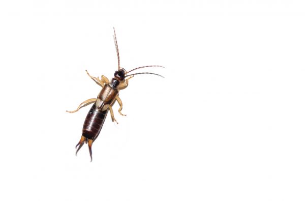 Earwig Extermination in Acworth