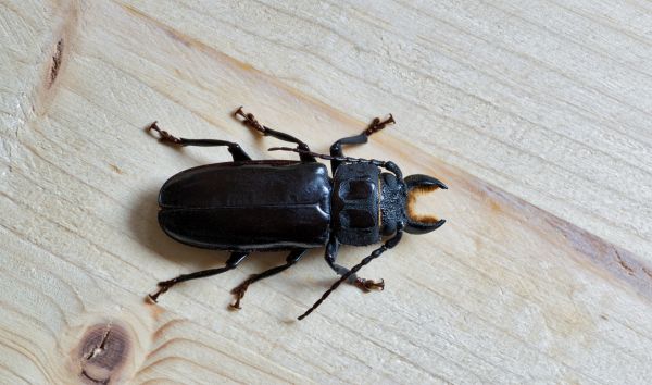 Bug Removal Service in Acworth