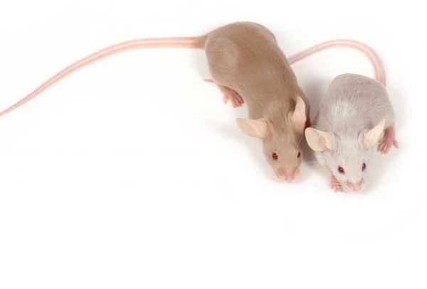 Mice Control Service in Acworth
