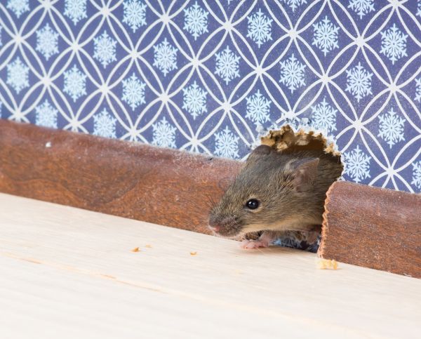 Mice Extermination Service in Acworth