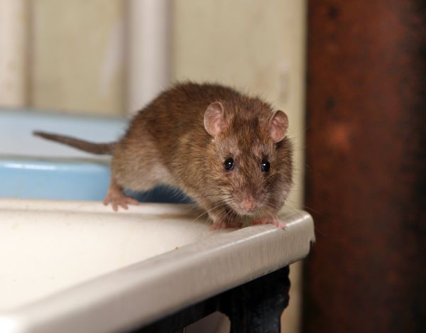 Mice Removal Service in Acworth