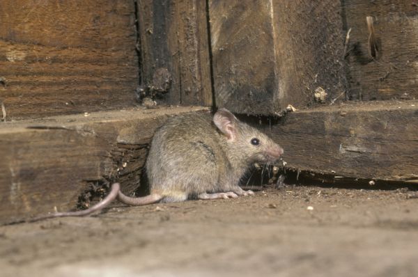 Mouse Extermination Service in Acworth