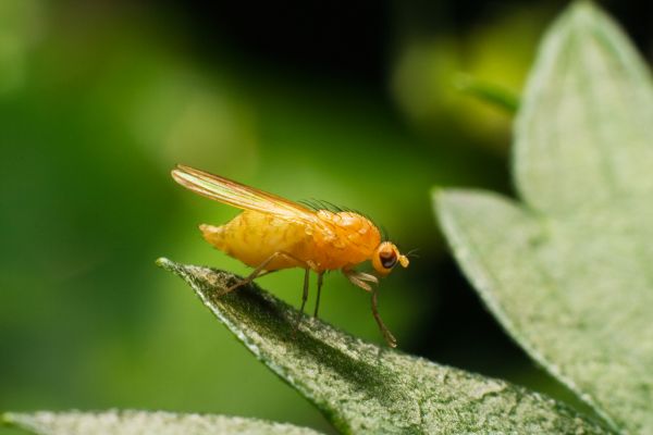 Fruit Fly Extermination in Acworth