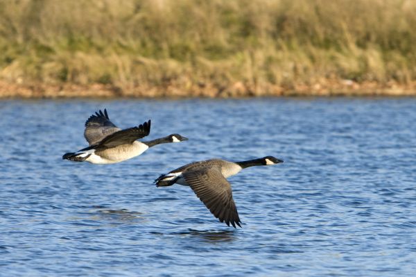 Geese Removal Service in Acworth