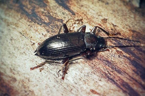Beetle Extermination in Acworth