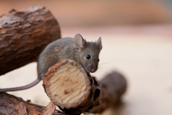 Mouse Control Service in Acworth