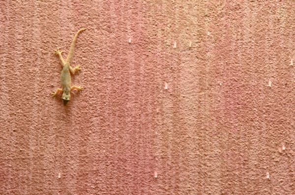 Lizard Extermination Service in Acworth