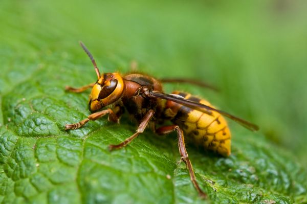 Hornet Control Service in Acworth