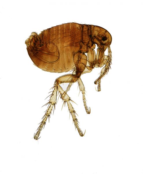 Flea Fumigation in Acworth