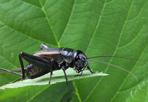 Cricket Control Service in Acworth